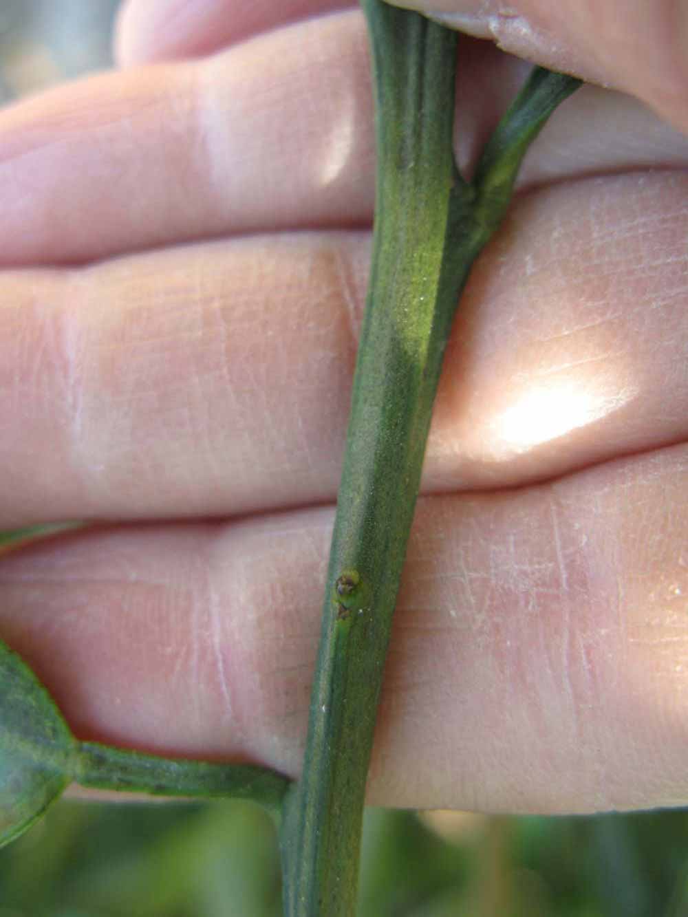                  First year twig   (Winter Haven, FL)       